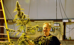 High-growth prospects: Centennial Seeds is raising $500,000 through a private offering. Above, founder Ben Holmes with a marijuana plant at the company's seed-production facility in Lafayette, Colo. (Photo by Linda Banks)